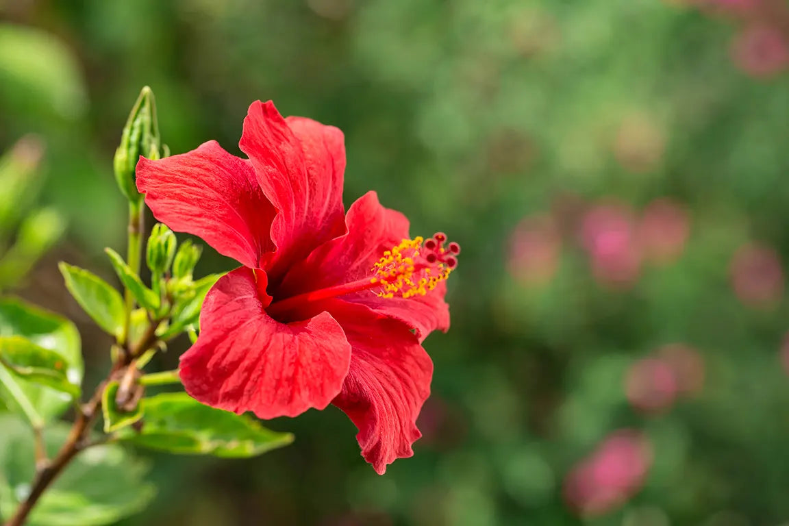 L'hibiscus : une fleur tropicale aux couleurs vibrantes